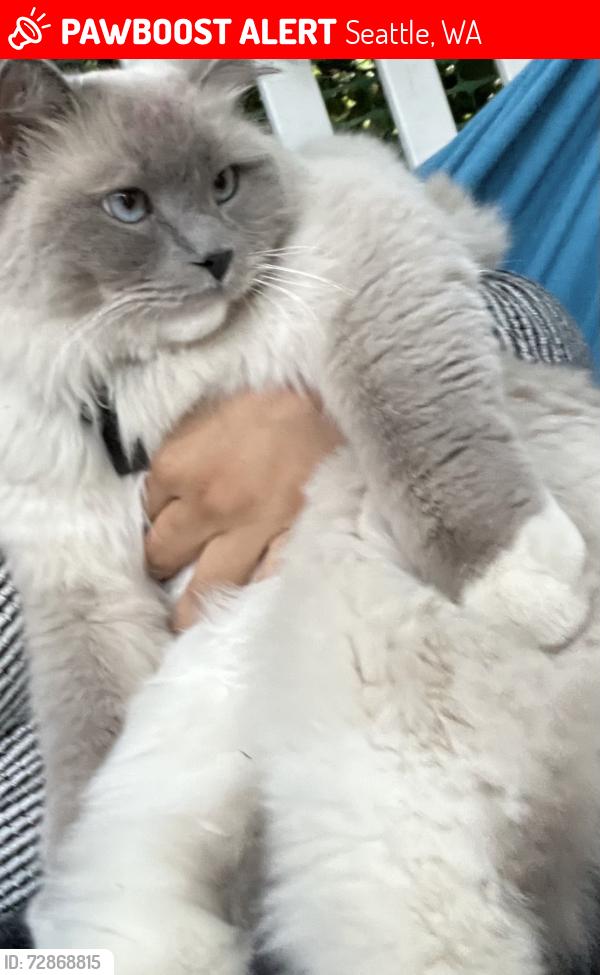 Lost Male Cat last seen 8th street Seattle Washington 98106 , highland corner bakery , Seattle, WA 98106