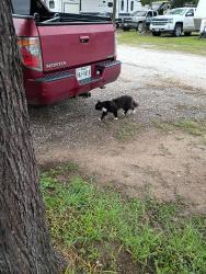 Found/Stray Male Cat last seen Near State highway 71 Bastrop TX , Bastrop, TX 78602