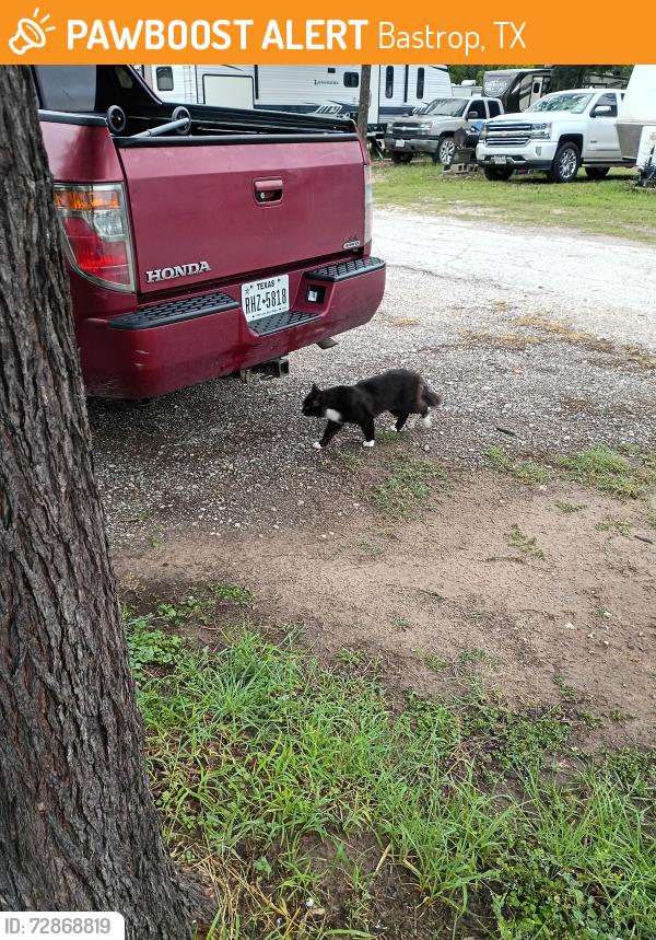 Found/Stray Male Cat last seen Near State highway 71 Bastrop TX , Bastrop, TX 78602