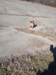 Lost Male Dog last seen 47th and state avenue , Kansas City, KS 66102