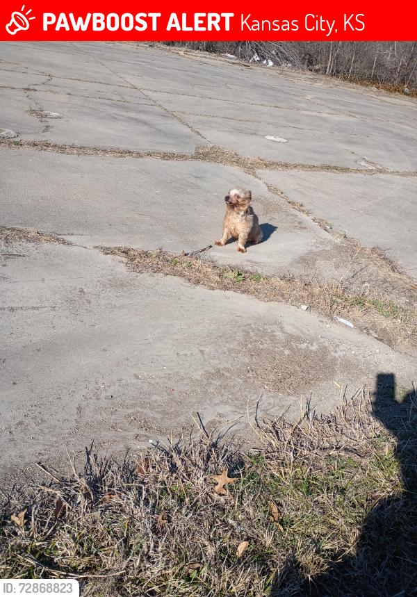 Lost Male Dog last seen 47th and state avenue , Kansas City, KS 66102
