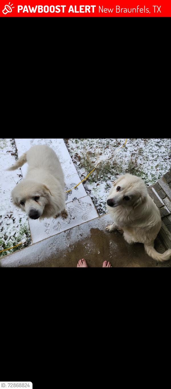 Lost Male Dog last seen FM1101, New Braunfels, TX 78130