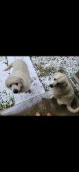 Lost Male Dog last seen FM1101, New Braunfels, TX 78130
