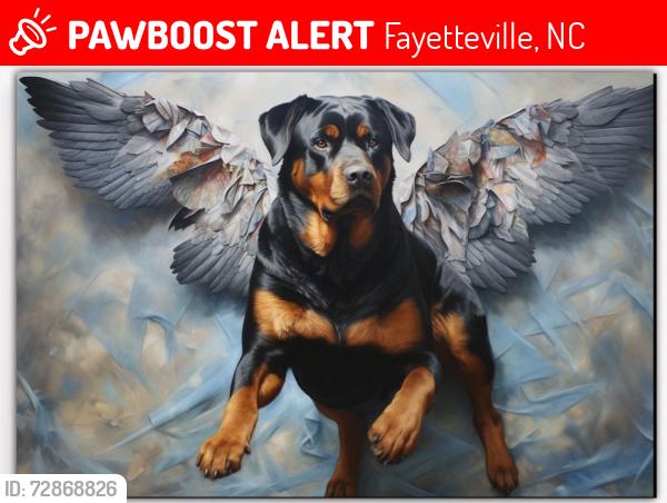 Lost Male Dog last seen Neighborhood Walmart Cliffdale, Fayetteville, NC 28304