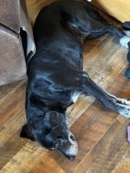 Lost Female Dog last seen Samsung Campus, Taylor, TX 76574