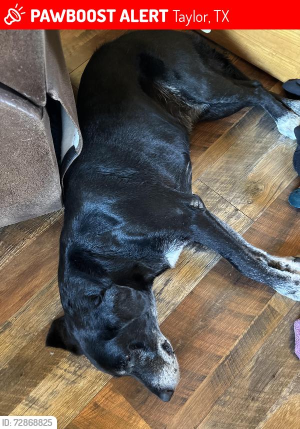 Lost Female Dog last seen Samsung Campus, Taylor, TX 76574