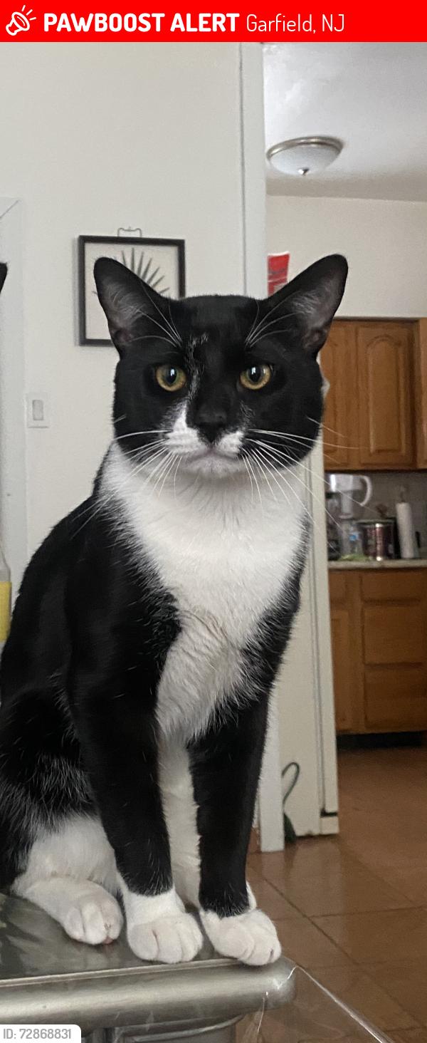 Lost Male Cat last seen Malcom St, Garfield, NJ 07026