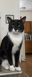 Lost Male Cat last seen Malcom St, Garfield, NJ 07026