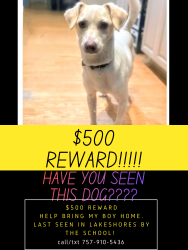 Lost Male Dog last seen  @1917 INDEPENDENCE BLVD NEAR LITTLE CREEK NAVAL BASE AND LAKESHORES NEIGHBORHOOD , Virginia Beach, VA 23455