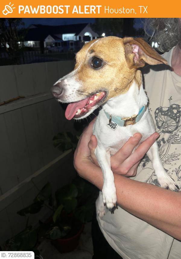 Found/Stray Female Dog last seen Ranchstone dr/west rd- ascot court apmts, Houston, TX 77065