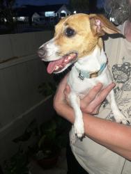 Found/Stray Female Dog last seen Ranchstone dr/west rd- ascot court apmts, Houston, TX 77065