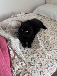 Reunited Female Cat last seen Farmington High School, Farmington, AR 72730