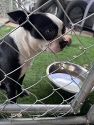 Found/Stray Male Dog last seen Jomar Street , San Angelo, TX 76901