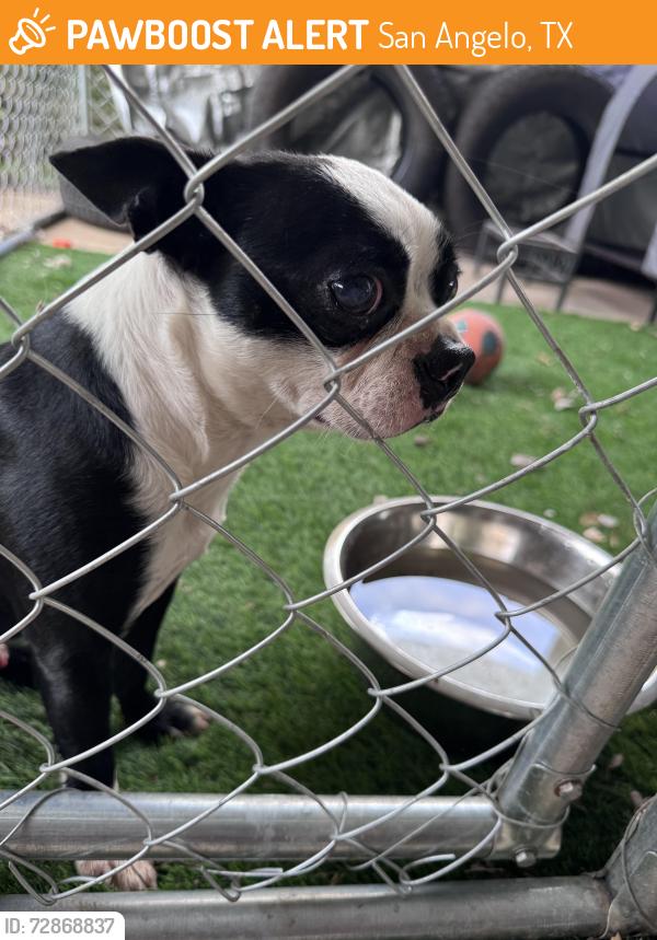 Found/Stray Male Dog last seen Jomar Street , San Angelo, TX 76901