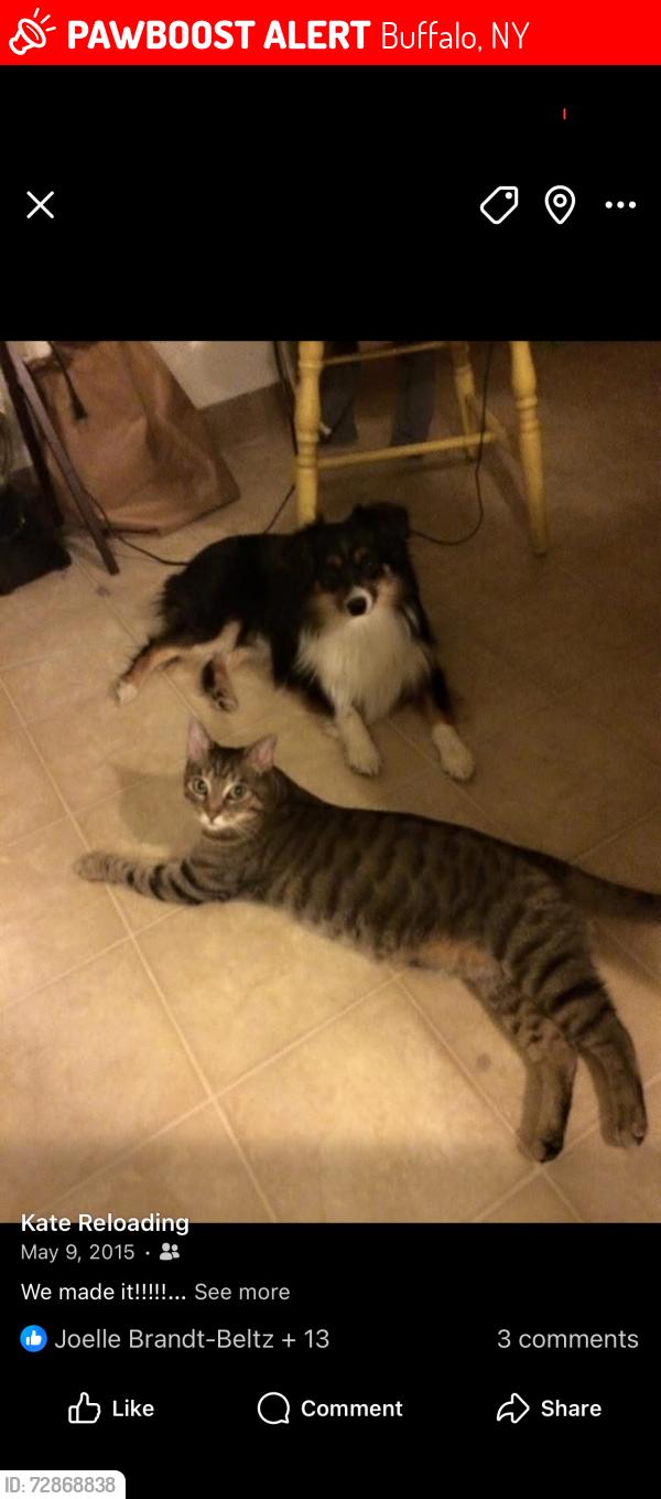 Lost Male Cat last seen Commonwealth Ave, Buffalo, NY 14216