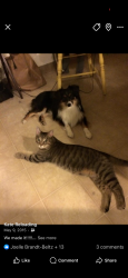 Lost Male Cat last seen Commonwealth Ave, Buffalo, NY 14216
