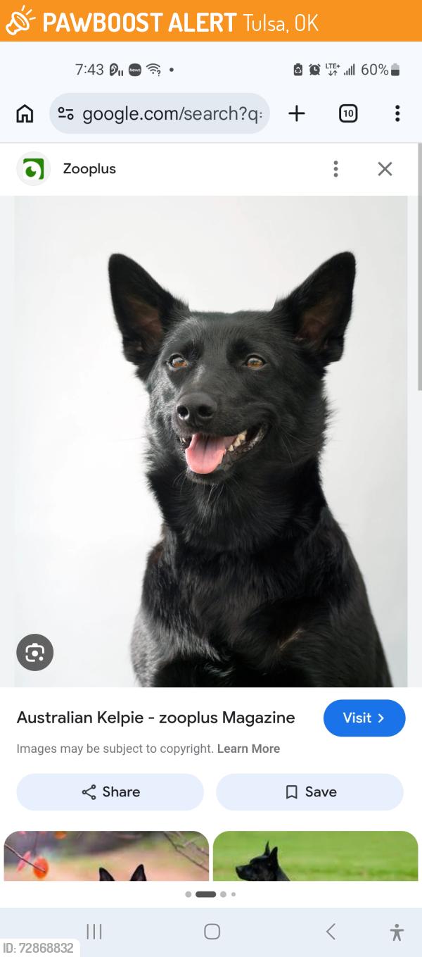 Found/Stray Male Dog last seen 31st Sheridan tumaa mmmmmt⅔t3ẁ, Tulsa, OK 74129