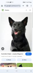 Found/Stray Male Dog last seen 31st Sheridan tumaa mmmmmt⅔t3ẁ, Tulsa, OK 74129