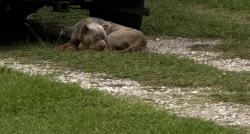 Found/Stray Unknown Dog last seen Camelots ct PEARLAND Tex , Pearland, TX 77584