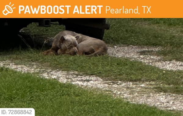 Found/Stray Unknown Dog last seen Camelots ct PEARLAND Tex , Pearland, TX 77584