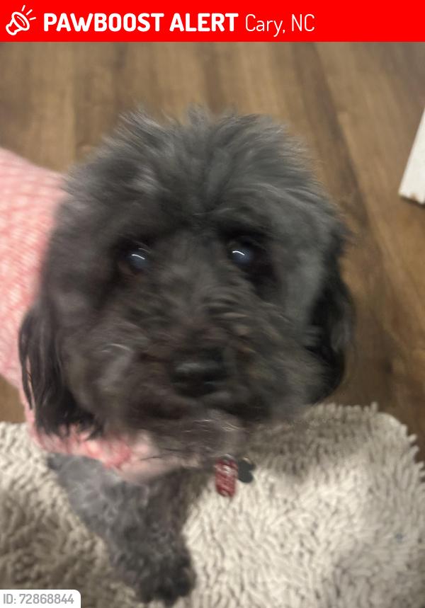 Lost Female Dog last seen Upchurch Farms. Cary,NC , Cary, NC 27519