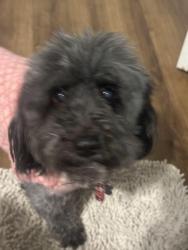 Lost Female Dog last seen Upchurch Farms. Cary,NC , Cary, NC 27519