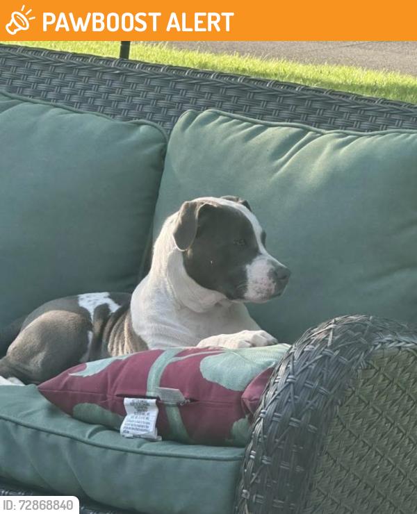 Found/Stray Female Dog last seen N 700 w and W 100 N Greenfield IN, Buck Creek Township, IN 46140