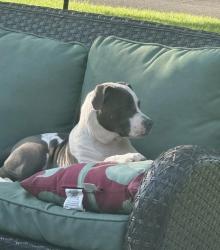 Found/Stray Female Dog last seen N 700 w and W 100 N Greenfield IN, Buck Creek Township, IN 46140
