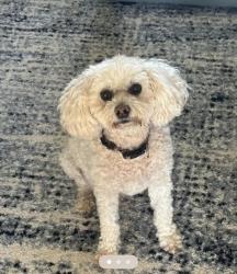 Lost Female Dog last seen Rockingham Road / W Lakeview Dr, Duncan, SC 29334