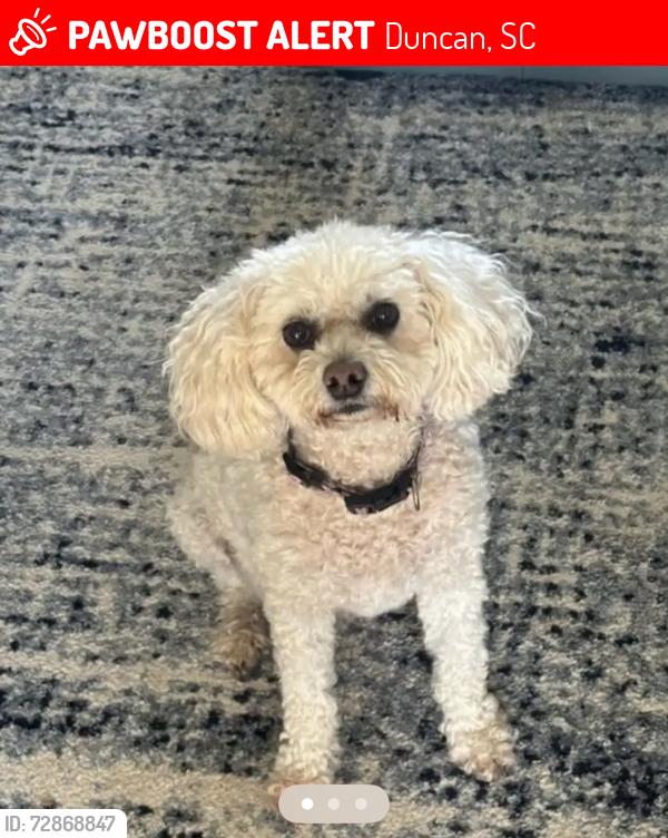 Lost Female Dog last seen Rockingham Road / W Lakeview Dr, Duncan, SC 29334