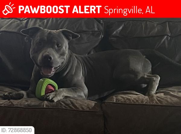 Lost Male Dog last seen Bruce st , Springville, AL 35146
