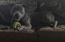 Lost Male Dog last seen Bruce st , Springville, AL 35146