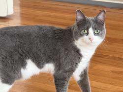 Lost Female Cat last seen Chadwick and Surrey, North Andover, MA 01845