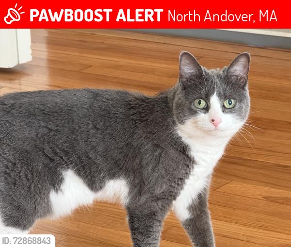 Lost Female Cat last seen Chadwick and Surrey, North Andover, MA 01845
