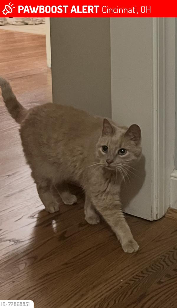 Lost Female Cat last seen Beech Grove Ln, Cincinnati, OH 45233
