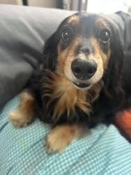 Lost Female Dog last seen Melrose , Vista, CA 92081
