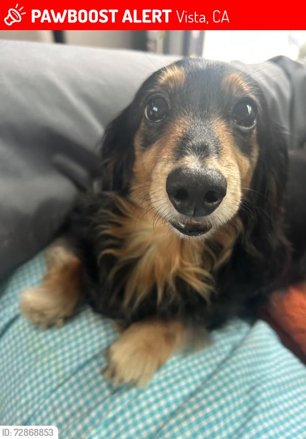 Lost Female Dog last seen Melrose , Vista, CA 92081