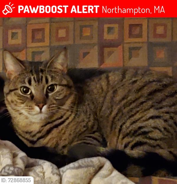 Lost Female Cat last seen Brookwood drive, Florence MA, Northampton, MA 01060