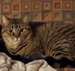 Lost Female Cat last seen Brookwood drive, Florence MA, Northampton, MA 01060