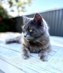 Lost Male Cat last seen Corner of Burns beach road and marmion ave, Currambine, WA 6028