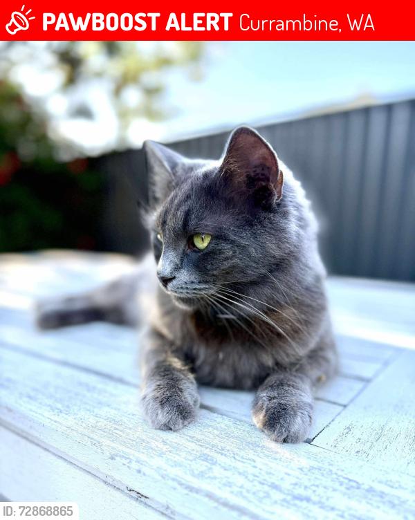 Lost Male Cat last seen Corner of Burns beach road and marmion ave, Currambine, WA 6028