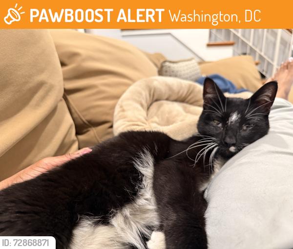Found/Stray Unknown Cat last seen I street SW, Washington, DC 20024