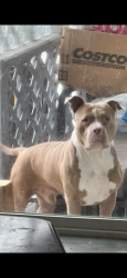 Lost Male Dog last seen Near Lois avenue Pittsburgh ca, Pittsburg, CA 94565