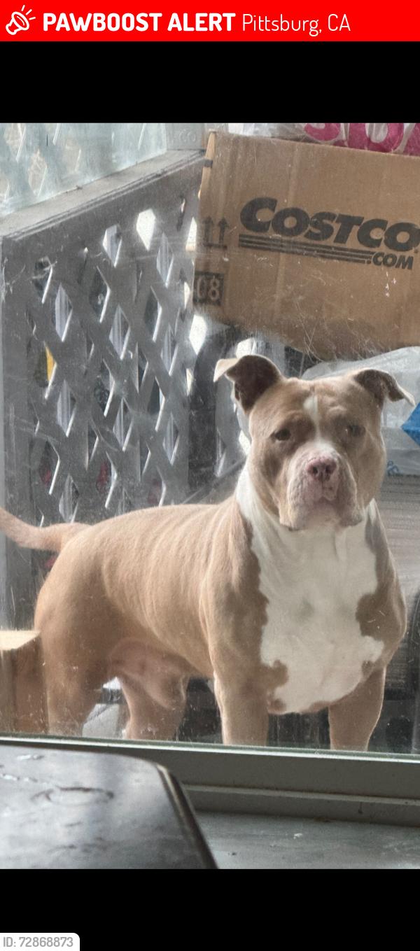 Lost Male Dog last seen Near Lois avenue Pittsburgh ca, Pittsburg, CA 94565