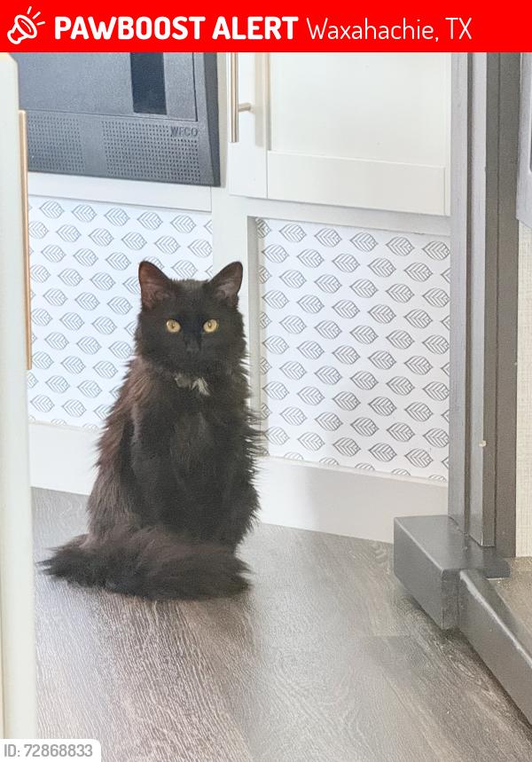 Lost Male Cat last seen near the intersection of E Butcher Rd and N Highway 77 (N I-35E Frontage Rd), Waxahachie, TX 75165