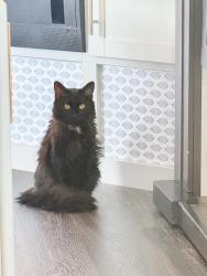 Lost Male Cat last seen near the intersection of E Butcher Rd and N Highway 77 (N I-35E Frontage Rd), Waxahachie, TX 75165