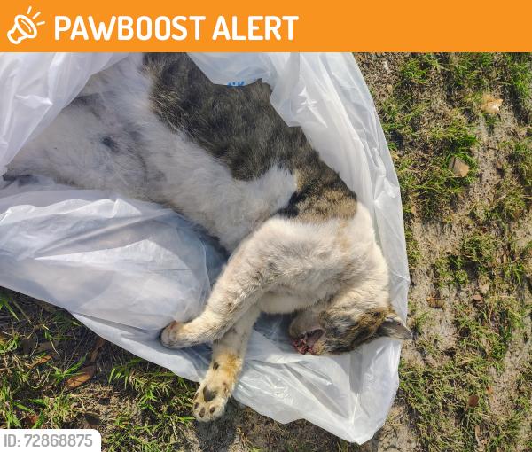 Found/Stray Unknown Cat last seen Edgewater , Panama City Beach, FL 32407
