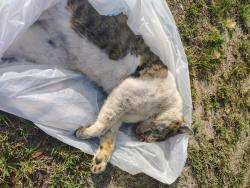 Found/Stray Unknown Cat last seen Edgewater , Panama City Beach, FL 32407