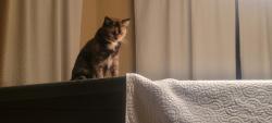 Lost Female Cat last seen Near , Palm Bay, FL 32909
