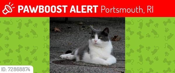 Lost Female Cat last seen cumber farms, corner store, dunkin, Portsmouth, RI 02871